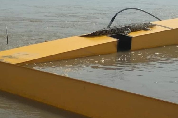 Seekor buaya tengah berjemur di rangka Jembatan Kuning atau Jembatan Ponulele di Kota Palu, Sulawesi Tengah yang roboh karena bencana yang terjadi akhir September 2018.