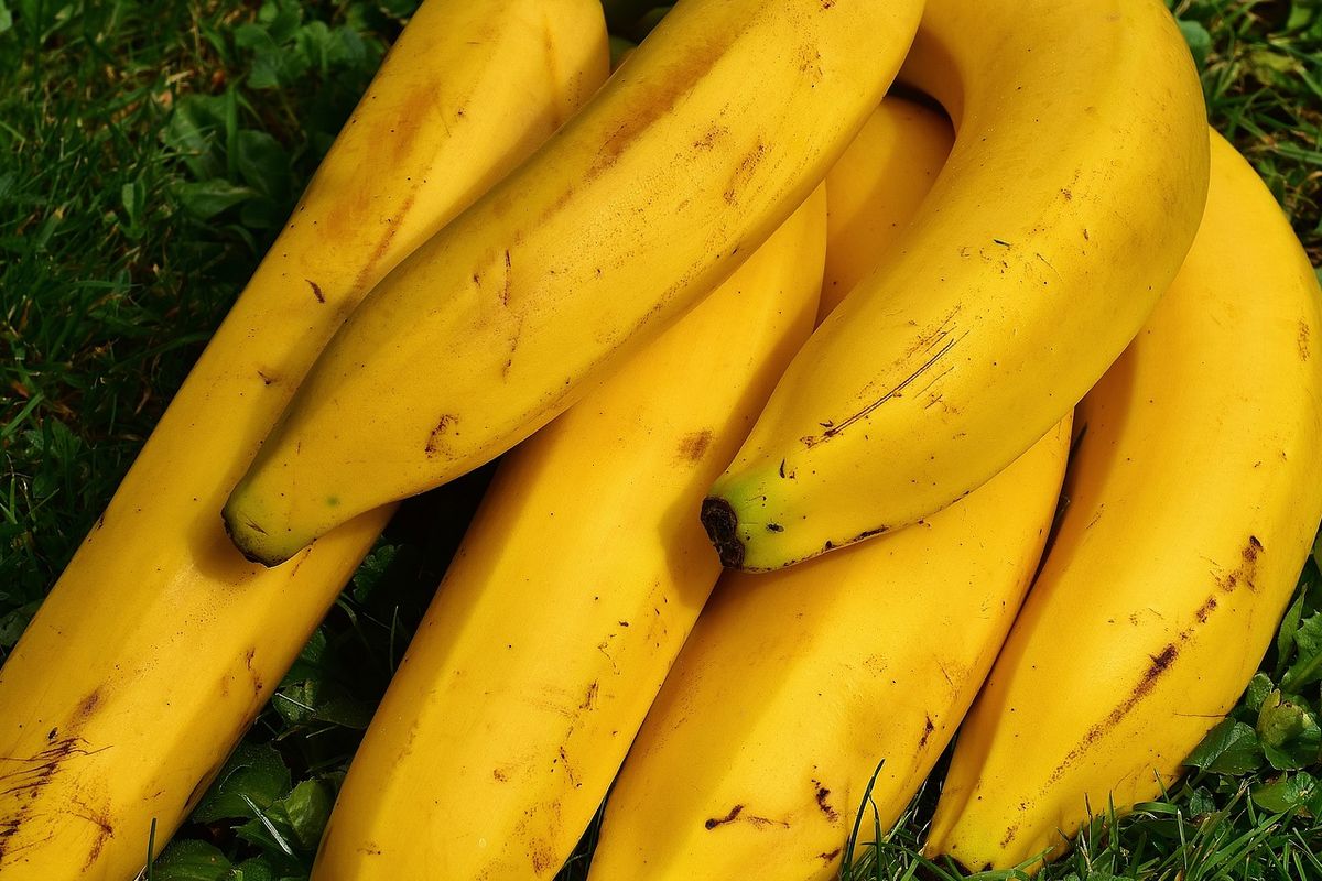 Ilustrasi buah pisang cavendish.