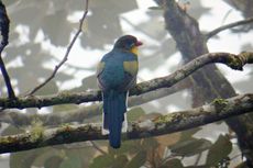 Burung Langka Luntur Gunung Ditemukan di Lereng Gunung Slamet