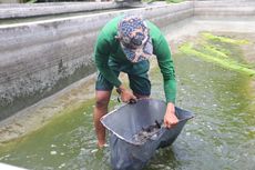 Lewat Metode Budikolbu, LKC Dompet Dhuafa Panen 1,5 Ton Lele di Banten