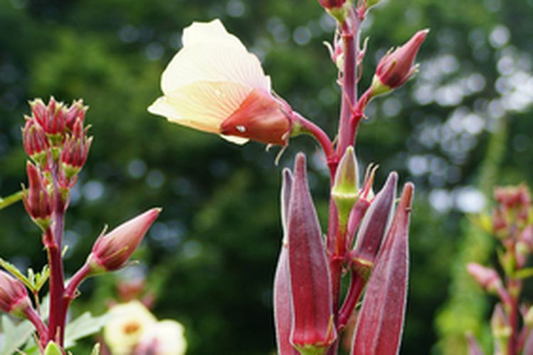 Ilustrasi tanaman okra merah berbuah banyak
