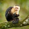 Jarang Terjadi, Monyet Ini Tertangkap Melakukan Tindakan Kanibalisme