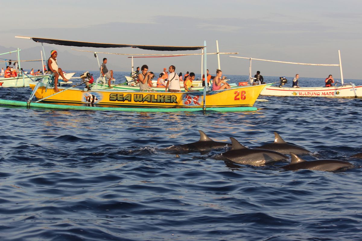 Wisatawan melihat lumba-lumba di Buleleng, Bali. 