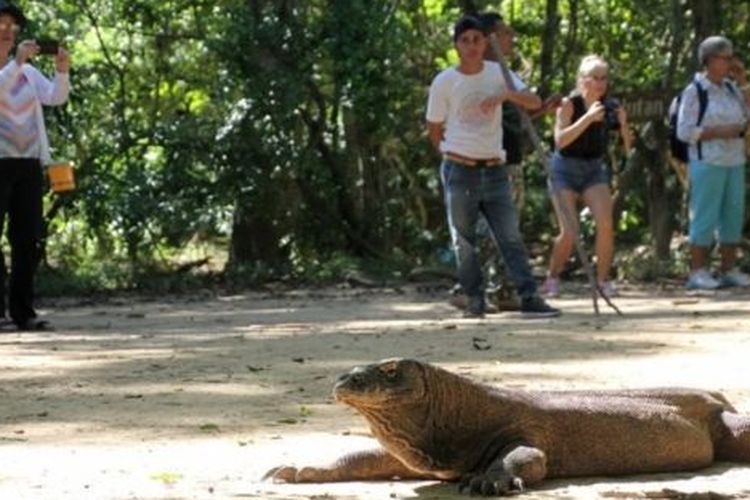 Wisatawan menyaksikan komodo di habitat aslinya 