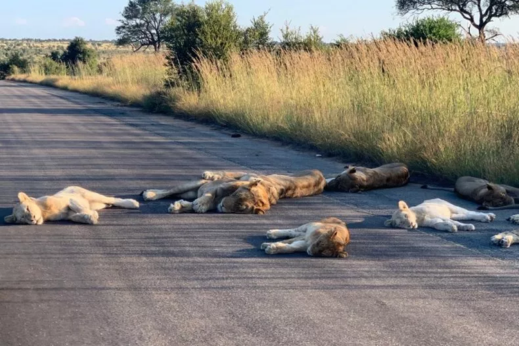 Sepi akibat lockdown, kawanan singa di Taman Nasional Kruger, Afrika Selatan bisa santai tiduran di jalanan yang biasanya ramai dikunjungi wisatawan.