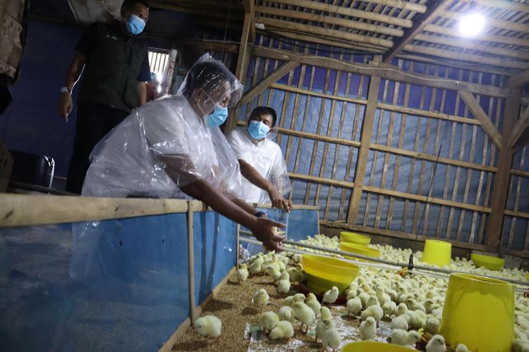 GP Ansor membangun usaha peternakan ayam broiler 30.000 ekor di Subang, Jawa Barat, sebagai upaya pemberdayaan ekonomi kader dan penguatan ketahanan pangan nasional.