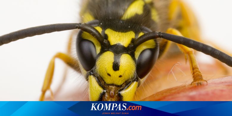 Di Balik Teror Tawon Ndas Di Klaten 9 Nyawa Melayang Sejak 2017 Hingga 236 Sarang Dimusnahkan Halaman All Kompas Com