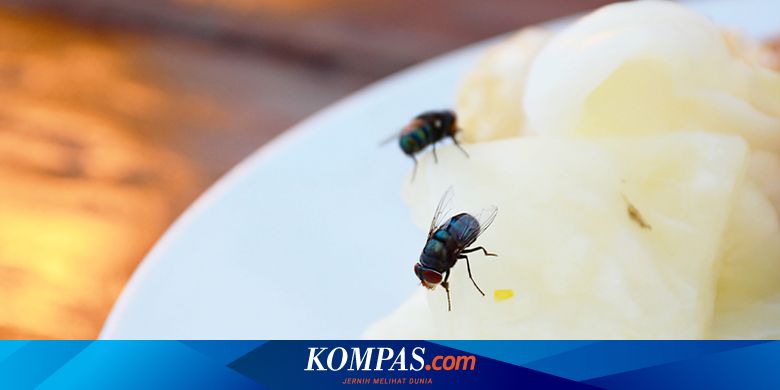 Tak Perlu Bahan Kimia Ada 7 Tanaman Pengusir Lalat Dari Rumah Halaman All Kompas Com Tak Perlu Bahan Kimia Ada 7 Tanaman Pengusir Lalat Dari Rumah Halaman All Kompas Com