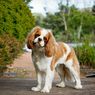 Anjing Cavalier King Charles Spaniel, Sejarah, Karakter, dan Perawatan