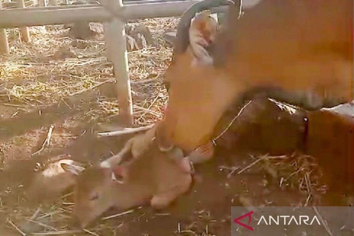 Indukan banteng jawa (Bos javanicus) Tina dari Taman Safari Indonesia II Prigen melahirkan seekor bayi banteng jantan di Suaka Satwa Banteng Taman Nasional Baluran Situbondo, Jawa Timur, Jumat (9/8/2024)