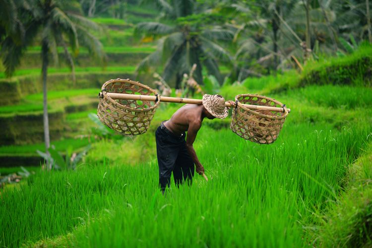 Petani di Bali saat merawat sawahnya. Pariwisata yang lesu di Bali membuat warganya memilih bertani