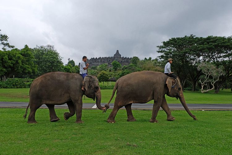 Indonesia Larang Praktik Peragaan Gajah Tunggang di Area Konservasi