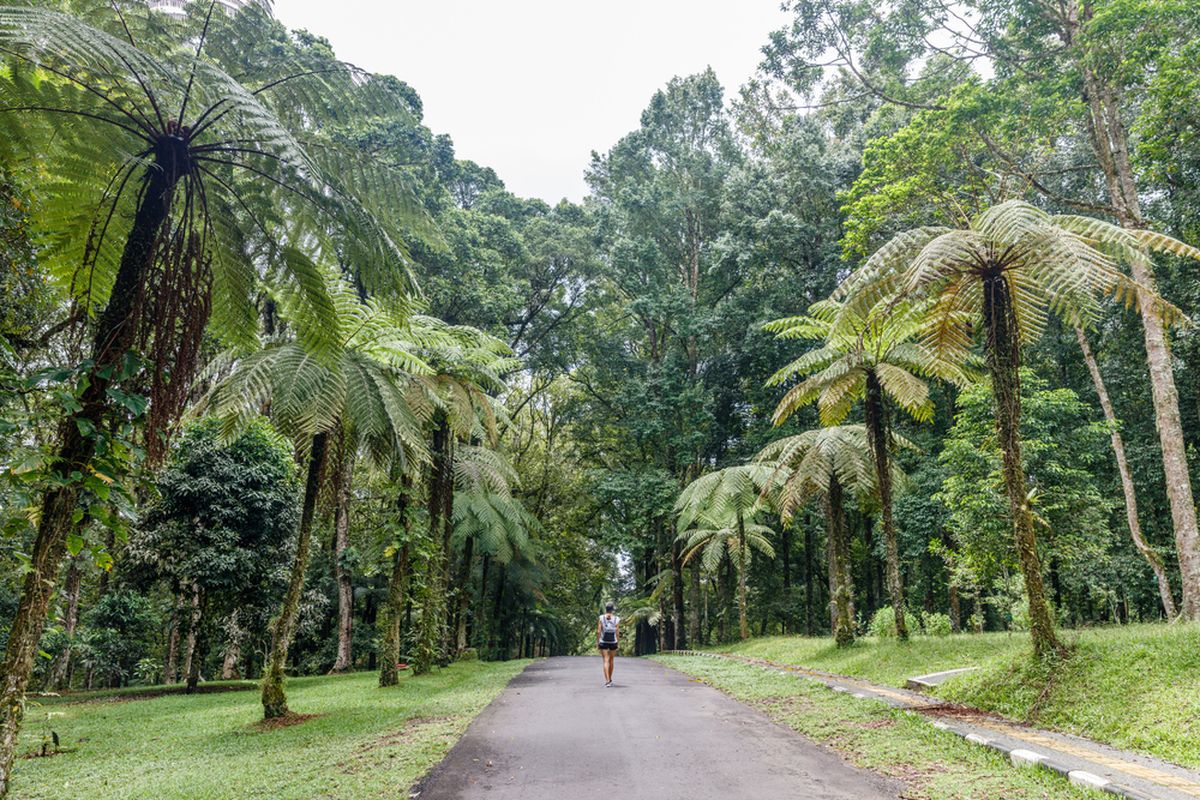 Kebun Raya Bali.