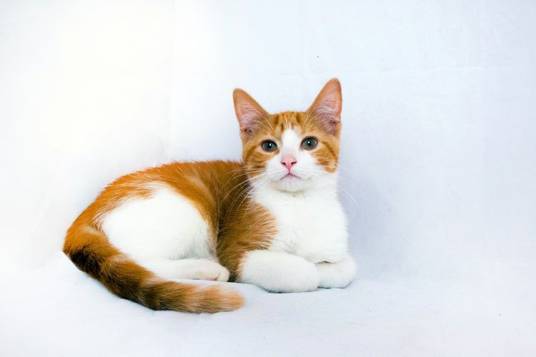 Jangan Berikan Jeruk pada Kucing, Ini Bahayanya! 