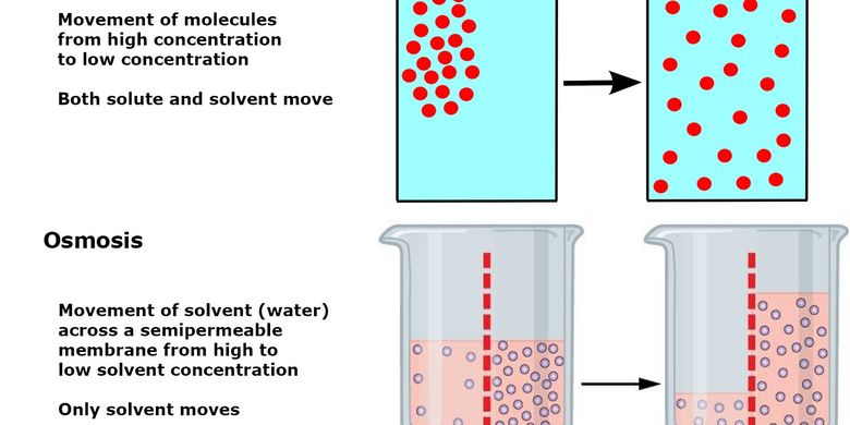 Biologi Proses Difusi Dan Osmosis 9386