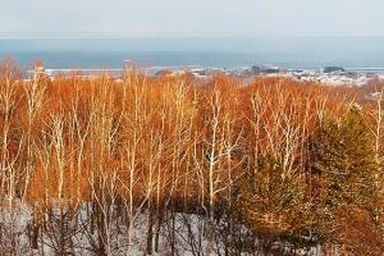 Hutan berubah warna menjadi coklat dan putih selama musim dingin di Hokkaido bagian timur.