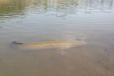 Warga Tangkap 13 Ikan Arapaima di Sungai Brantas, 3 Ekor Dikonsumsi