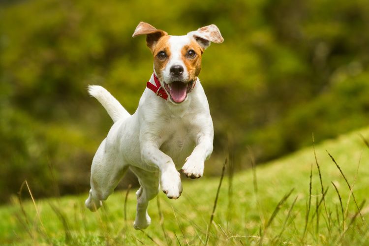 Ilustrasi anjing Jack Russell Terrier.