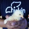 Harga Pakan Mahal, Peternak Ayam 