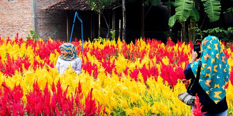 Klaten Kini Punya Taman Bunga Bernuansa Belanda Halaman All