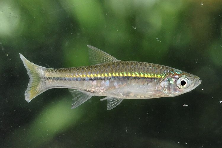 Silver Rasbora (Rasbora argyrotaenia), ikan yang sejenis ikan wader, Rasbora lateristriata. Pakar UGM menilai bahwa ikan wader rentan terancam punah.