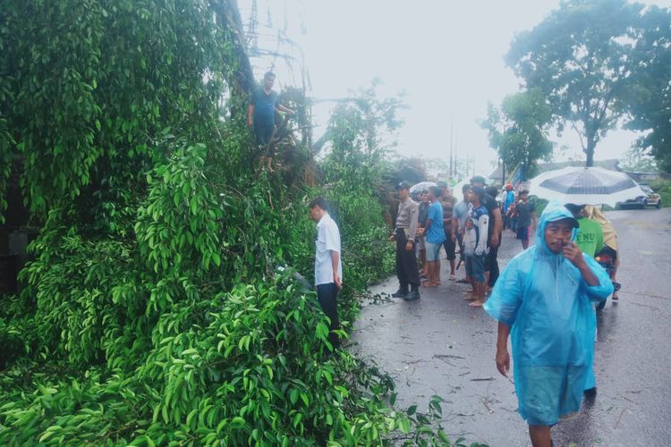 Pohon yang berumur sekitar 60 tahun roboh menimpa rumah warga Jember saat hujan disertai angin kencang