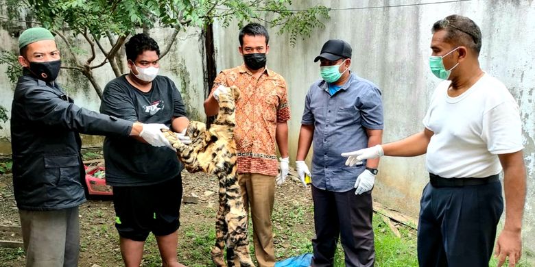 Tim gabungan memperlihatkan barang bukti kulit harimau utuh yang diamankan dari tersangka, Rabu (26/10/2021). 