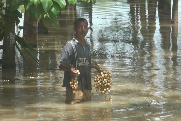 Amaris memperlihatkan buah rambai yang ia kumpulkan dari air banjir.