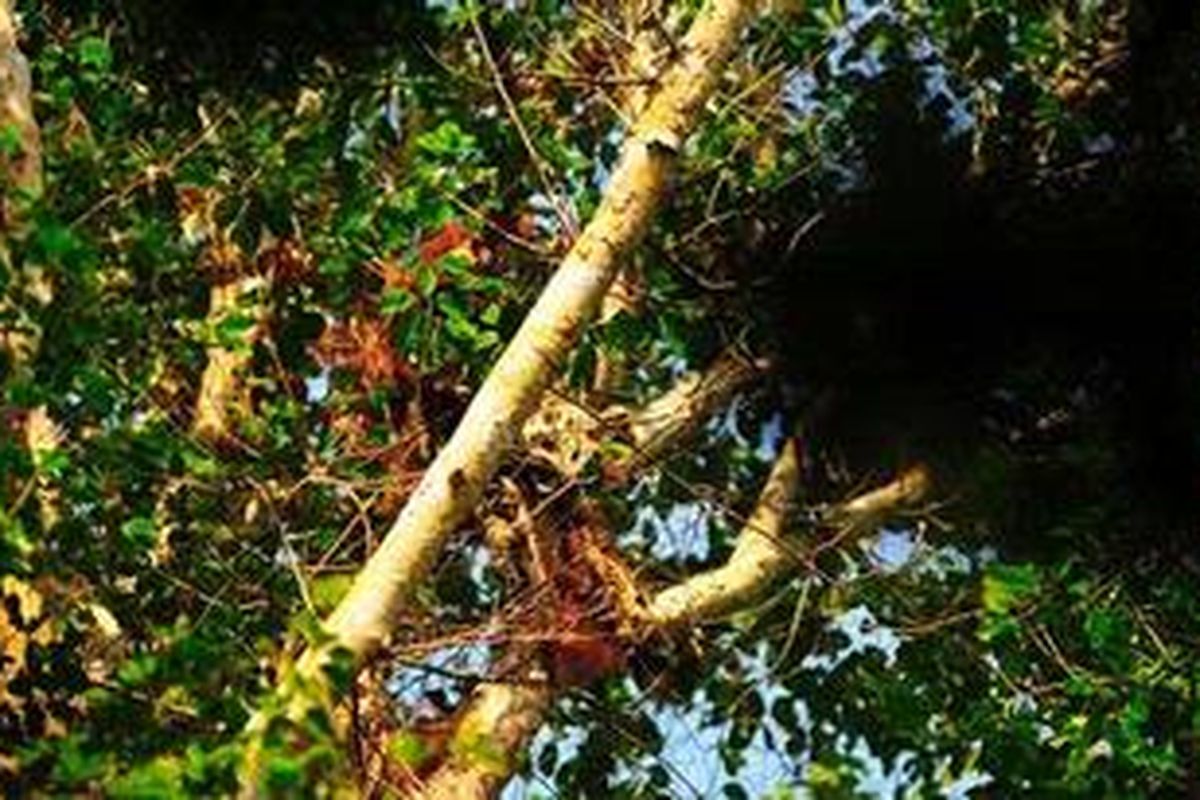 Mayat Orangutan yang ditemukan tergantung di pohon wilayah konsesi PT Sarana Titian Permata 2, perusahaan di bawah Wilmar Group. 