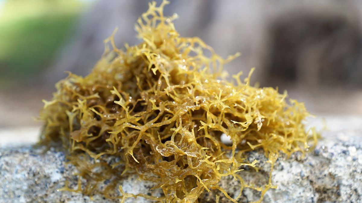 Petani Rumput Laut di Indonesia Belum Ramah Lingkungan, Masih Terhalang ...