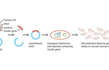 Proses pembuatan hormon insulin melalui rekayasa genertika dengan memanfaatkan plasmid bakteri.