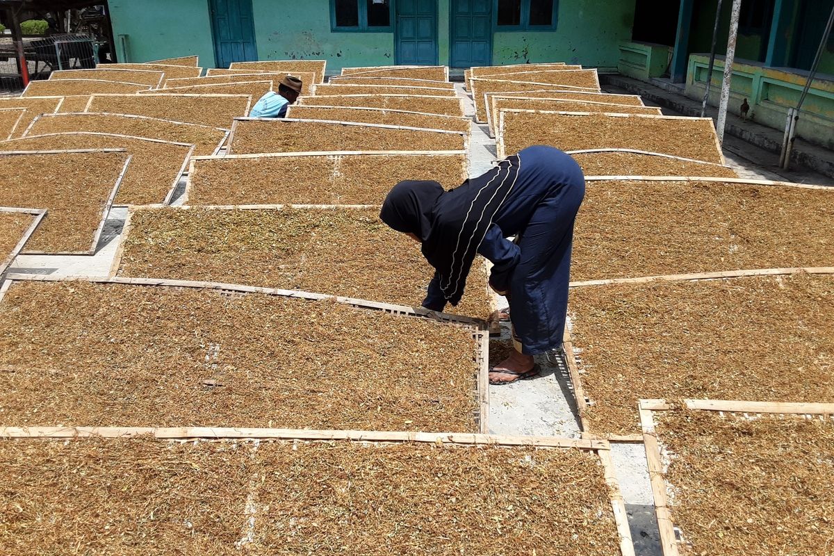 Petani tembakau di Kendal, sast menjemur tembakaunya. KOMPAS.COM/SLAMET PRIYATIN