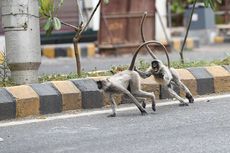 Sekawanan Monyet di India Curi Sampel Darah Pasien Covid-19 