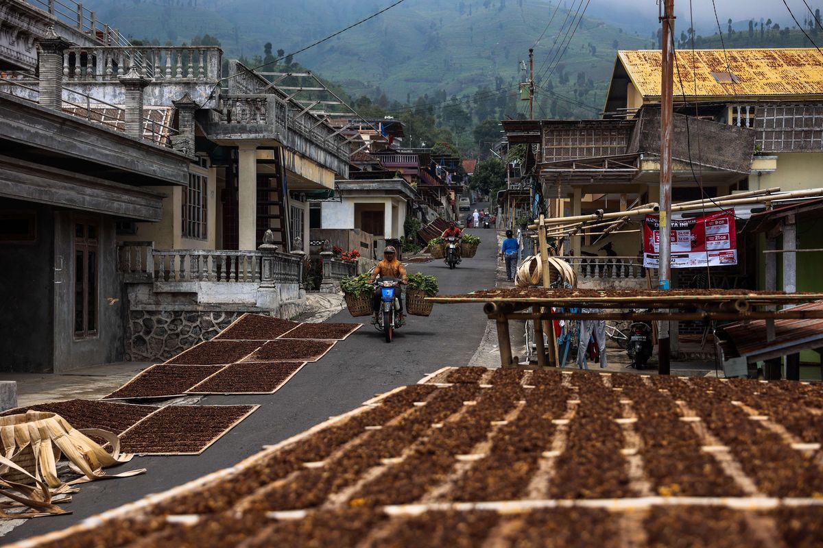 Petani saat menjemur tembakau di Desa Legoksari, Kecamatan Tlogomulyo, Kabupaten Temanggung, Jawa Tengah, Sabtu (25/9/2021). Volume hasil panen tembakau di Temanggung pada tahun ini diperkirakan sekitar 14.000 ton dengan lahan luas tanaman tembakau sekitar 18.519 hektar.