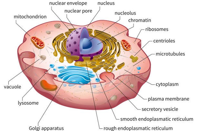 Ilustrasi bagian-bagia sel.
