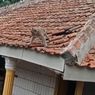 Kawanan Monyet Liar Rusak Genteng Rumah Warga di Bandung
