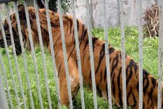 Harimau Sumatera yang Turun ke Perkebunan Kopi Akhirnya Mati