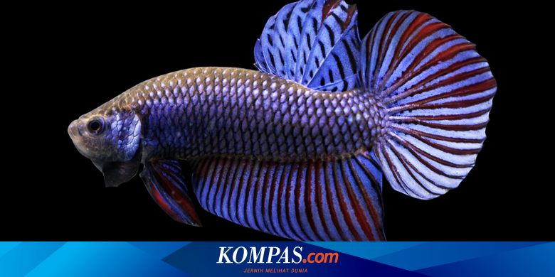 Penyebab Ikan Cupang Berenang Secara Vertikal Atau Berdiri Halaman All Kompas Com Penyebab Ikan Cupang Berenang Secara Vertikal Atau Berdiri Halaman All Kompas Com