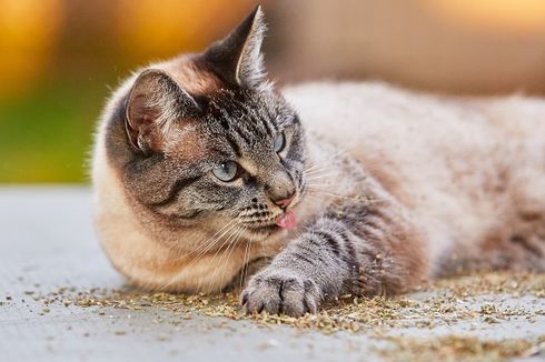 7 Alasan Kucing Suka Menjilati Tubuhnya Sendiri