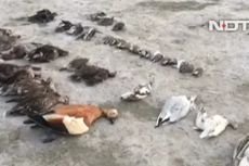 Ribuan Burung Mati Misterius di Danau Pedalaman India