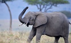 Gajah Sumatera Ditemukan Mati di Kawasan HPL Aceh Timur
