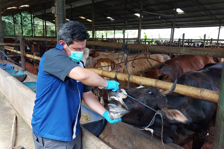 Dinas Peternakan memeriksa kesehatan sapi di Bandung Barat, Jumat (13/5/2022).