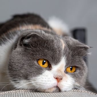 Ilustrasi kucing sakit. Peneliti mengembangkan AI untuk membaca ekspresi kucing, apakah merasakan sakit atau tidak.