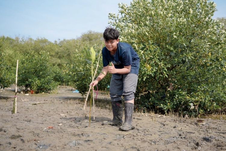 Siswa SMPN 1 Surabaya, Harley Fatahillah Yodhaloka Sunoto saat menanam mangrove di pesisir, Senin (8/12/2025).