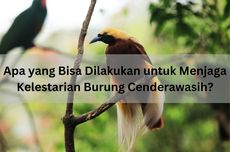 Apa yang Bisa Dilakukan untuk Menjaga Kelestarian Burung Cenderawasih?