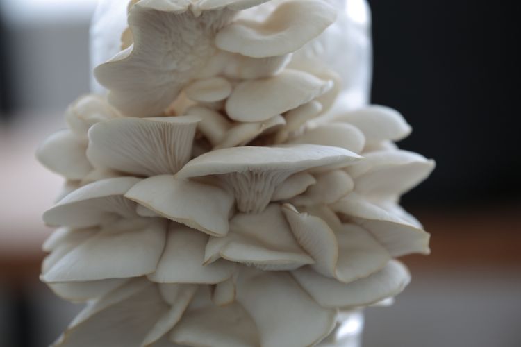 Ilustrasi jamur tiram, budidaya jamur tiram. 
