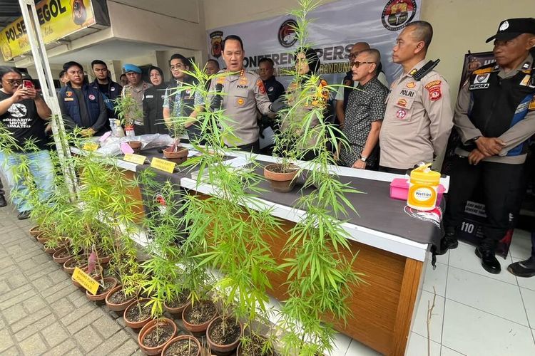 Driver Online di Bandung Tanam 27 Pohon Ganja di Rooftop Rumah, Bibit Dibawa dari AS