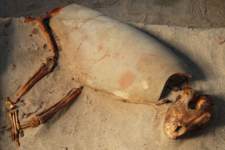 Kuburan hewan peliharaan tertua di dunia. Gerabah melindungi seekor anjing yang dikuburkan di Berenice, Mesir.
