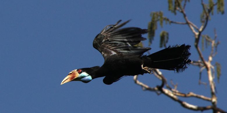 Burung Julang Sumba merupakan burung endemik Pulau Sumba, Nusa Tenggara Timur. Burung ini hanya dijumpai di kawasan hutan Taman Nasional MataLawa Sumba. (Arsip-TN MataLawa Sumba)