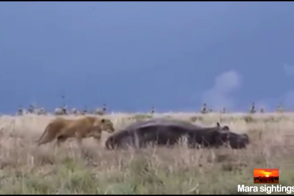 Seekor singa terlihat mengendus-endus seekor kuda nil yang sedang tidur
